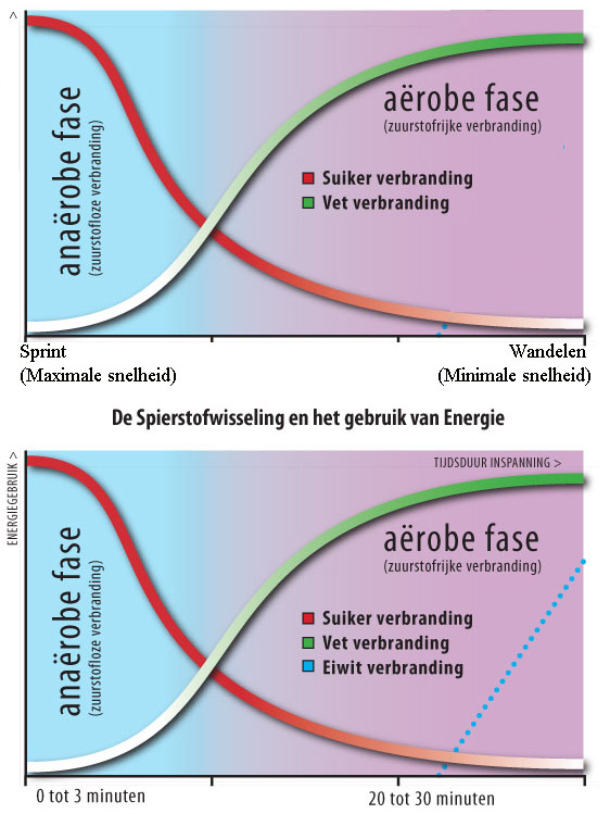 hardlopen vetverbranding